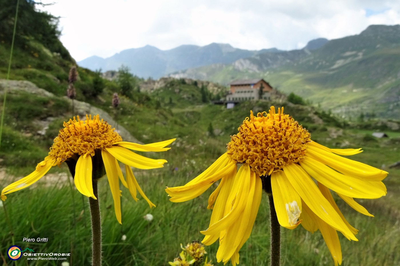 90 Arnica montana con Rif. Calvi.JPG